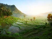 Reisfelder, Foto: Asien Special Tours