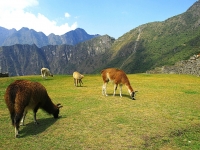Grazing in the Heaven (Machu Picchu), Valdiney Pimenta (CC BY) http://www.flickr.com/photos/13061113@N05/1353124380/
