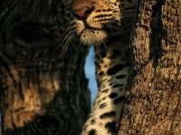 Leopard im Baum, Foto: BoTG