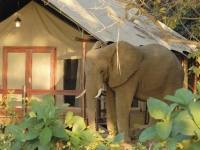 Elefant Ben neben dem Zelt auf Lugenda Wilderness Camp, Foto: BoTG