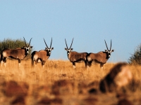 Oryx-Antilopen, Foto: BoTG