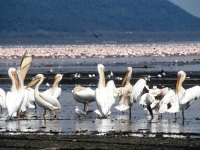 Weiße Pelikane am Lake Nakuru, Foto: BoTG