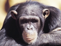 Schimpanse, Foto: BoTG