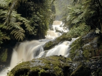Tief im Regenwald, Foto: BoTG