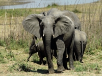 Tierische Begegnung, Foto: BoTG