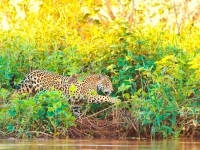 Walking jaguaress, Tambako The Jaguar [CC BY-ND 2.0 flickr]