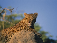 Unter Beobachtung des Leoparden, Foto: Best of Travel Group