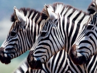 Zebras, Foto: Best of Travel Group