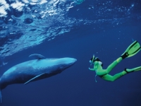 Diving in Tahiti, Photo courtesy of Lionel Pozzoli, Tahiti Tourisme