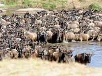 Gnus Marafluss, Nordserengeti, Foto: Outback Africa