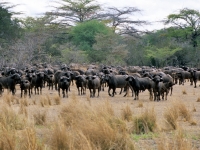 Selous, Wildreservat Büffel, Foto: Outback Africa