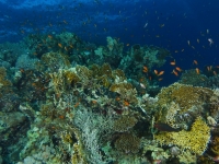 School of sea goldie fish swim over the fire coral garden in shaab abu nuhas, Nejat Semerci