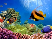 Marine life on the coral reef, vlad61_61
