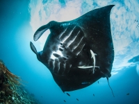 Oceanic manta ray in Raja Ampat, Martin