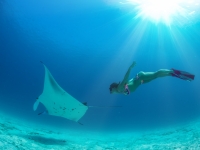 Model freediver with fins in tropical water watching manta ray underwater on blue background, willyam