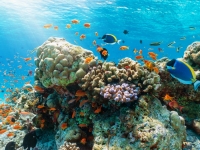 Farbenfrohes Korallenriff mit tropischen Fischen im Indischen Ozean, Malediven, moofushi