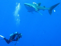 The Whaleshark Collection at Daedalus Reef, Red Sea, Derek Keats [CC BY 2.0, flickr]