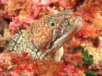 Begegnung mit einer Muräne beim Tauchen vor Neuseeland, Foto: Dive! Tutukaka