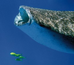 Tauchen mit Mantas in Mozambique  - Reiseangebote