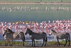 Tansania - Safari und Sansibar Plus - Reiseangebote
