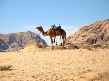 Erlebnis Rundreise Jordanien mit Silvester im Wadi Rum  - Reiseangebote