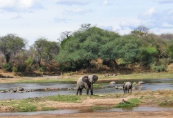 Südtansania-Flugsafari Ruaha - Reiseangebote