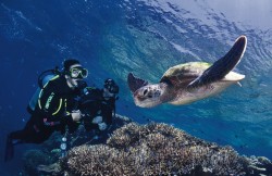 Tauchkreuzfahrt Great Barrier Reef  - Reiseangebote