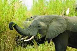 Malawi und Zambia Explorer - Reiseangebote