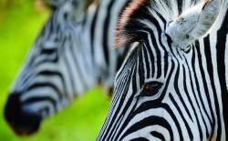 Südafrika und Mozambique entdecken  - Reiseangebote
