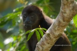 Costa Rica Pur - Abenteuer im Regenwald