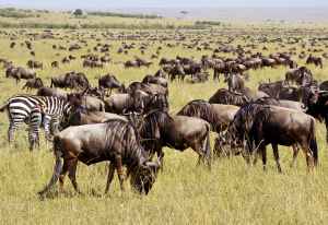 Kenia-Tansania: Die große Tierwanderung - Reiseangebote