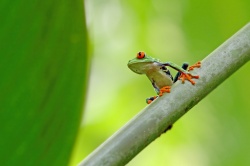 Costa Rica Perfecto - Reiseangebote