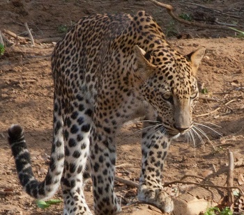 Entdecken Sie die Wildnis Sri Lankas! - Reiseangebote