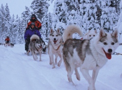 Finnland: Rentiere, Huskys und Polarlichter