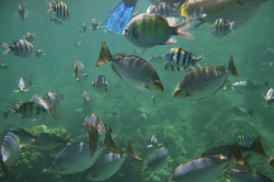 Fish Bowl - Snorkeling near Phuket  (Bild: Similans Fish Bowl, Del Adams, CC BY-ND 2.0)