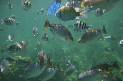 Fish Bowl - Snorkeling near Phuket  (Bild: Similans Fish Bowl, Del Adams, CC BY-ND 2.0)