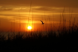 Sunrise in Florida  (Bild: sunrise silhuette, AdA Durden, CC BY)