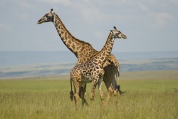 Hakuna Matata in Kenia - Natururlaub