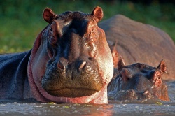 Hippo  (Bild: Best of Travel Group)