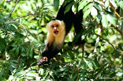 Kapuzineraffe in Costa Rica  (Bild: travel-to-nature, Jonathan Serrano Hernandez)