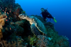 Taucher mit Schildkröte vor Papua  (Bild: Franco Banfi (via BoTG))