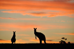 (Bild: Aussie Silhouette, Chris Samuel, CC BY)