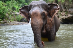Elefanten spielen in Laos nach wie vor eine bedeutende Rolle  (Bild: Asiamar by ID Reisewelt, Copyright)
