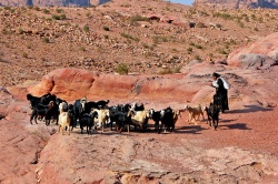 Ziegen Hirtin nahe der Stadt Petra in Jordanien  (Bild: Jordan-18B-078 - Goat Herder, Dennis Jarvis, CC BY-SA)