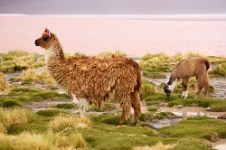 Lamas an der Laguna Colorada  (Bild: Llamas an der Laguna Colorada, Nico Kaiser, CC BY-SA)