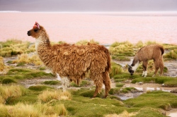 Lamas an der Laguna Colorada  (Bild: Llamas an der Laguna Colorada, Nico Kaiser, CC BY-SA)