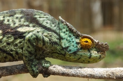 Einzigartige Flora und Fauna in Madagaskar