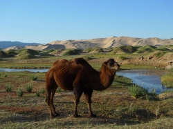 Mongolisches Kamel in der Gobi  (Bild: Bactrian Camel, Alastair Rae , CC BY-SA)