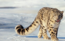 Schneeleopard im Altai-Gebirge  (Bild: Snow Leopard in the Altai Mountain region, Land Rover Our Planet , CC BY-ND)