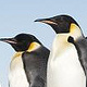 Antarktis: Reisen in die Heimat der Pinguine - Vorschau